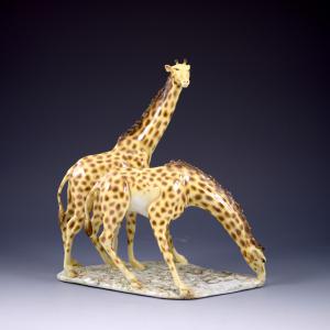 Coppia di giraffe